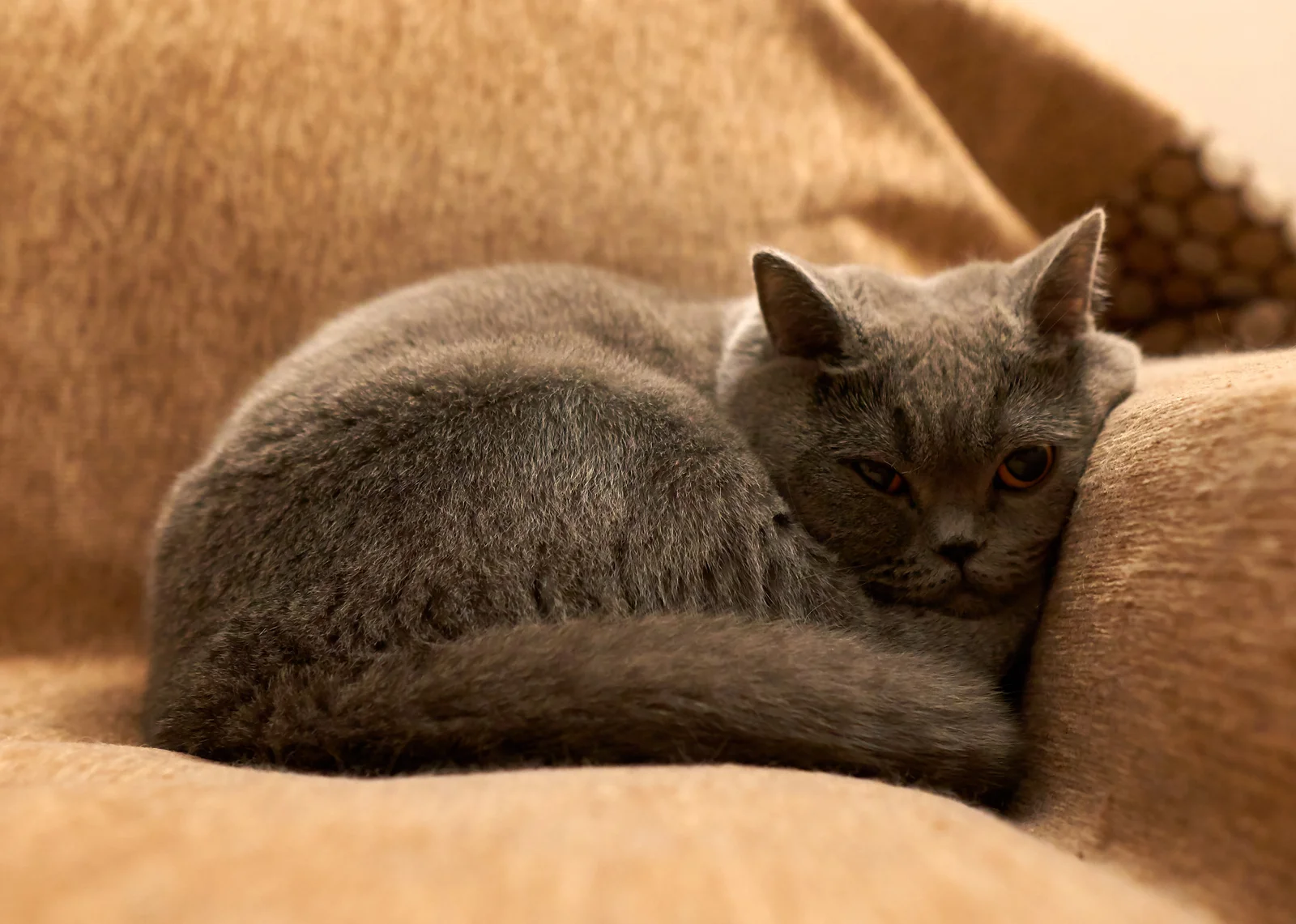A British Shorthair cat curled up asleep on a brown sofa.