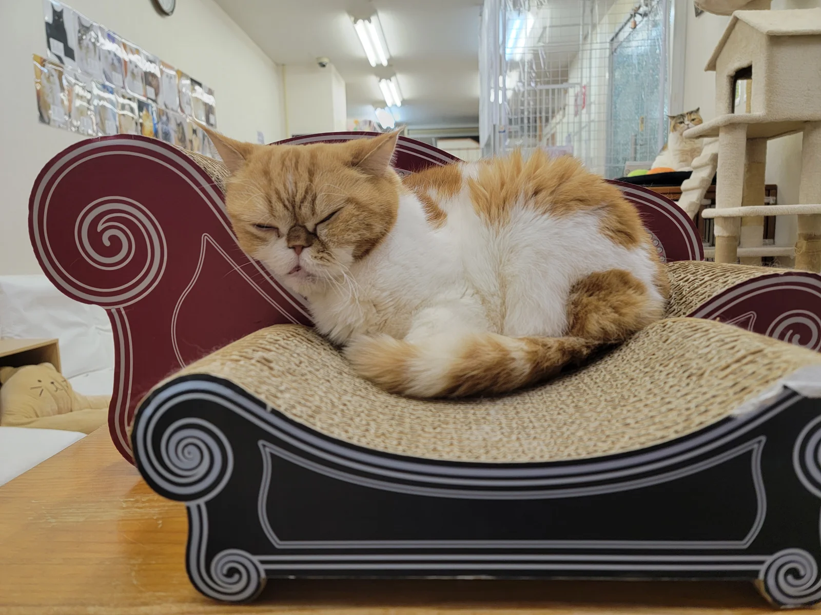 A cat resting on a sofa in a cat cafe.