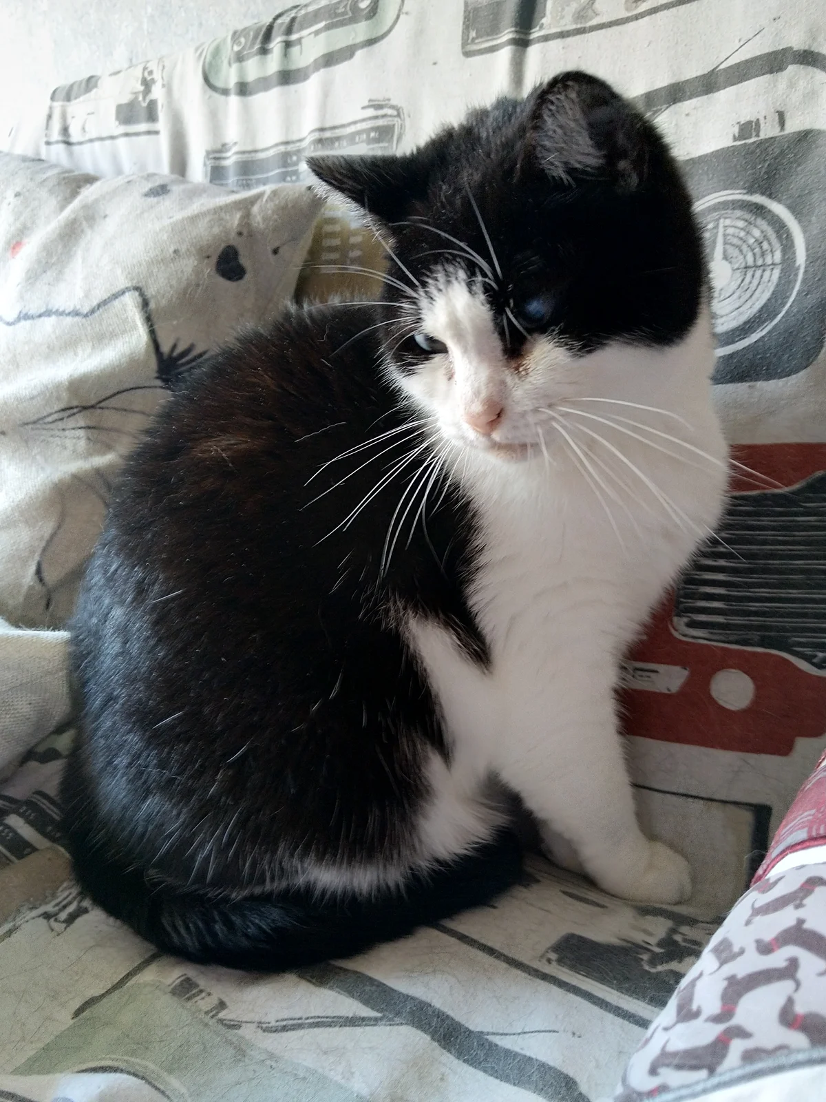 A female cat sitting on a sofa.