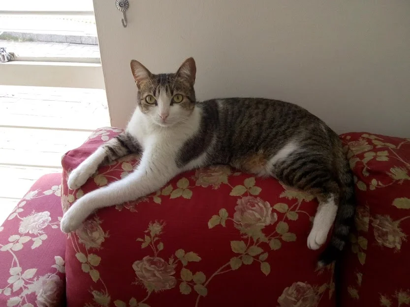 A grey cat relaxing on a patterned sofa.