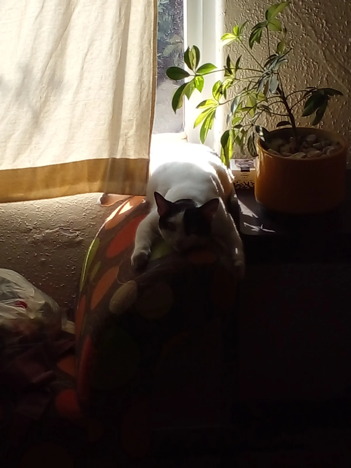 A white cat sitting on a sofa.