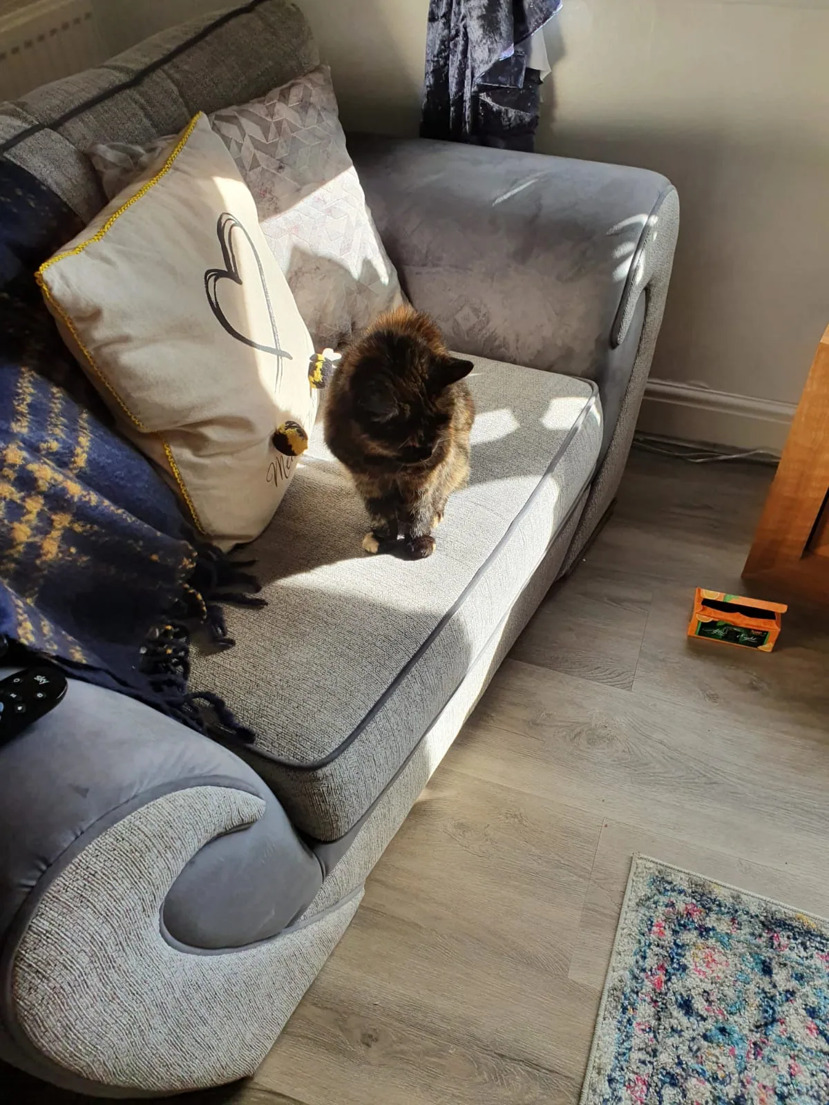 Cat photo 001