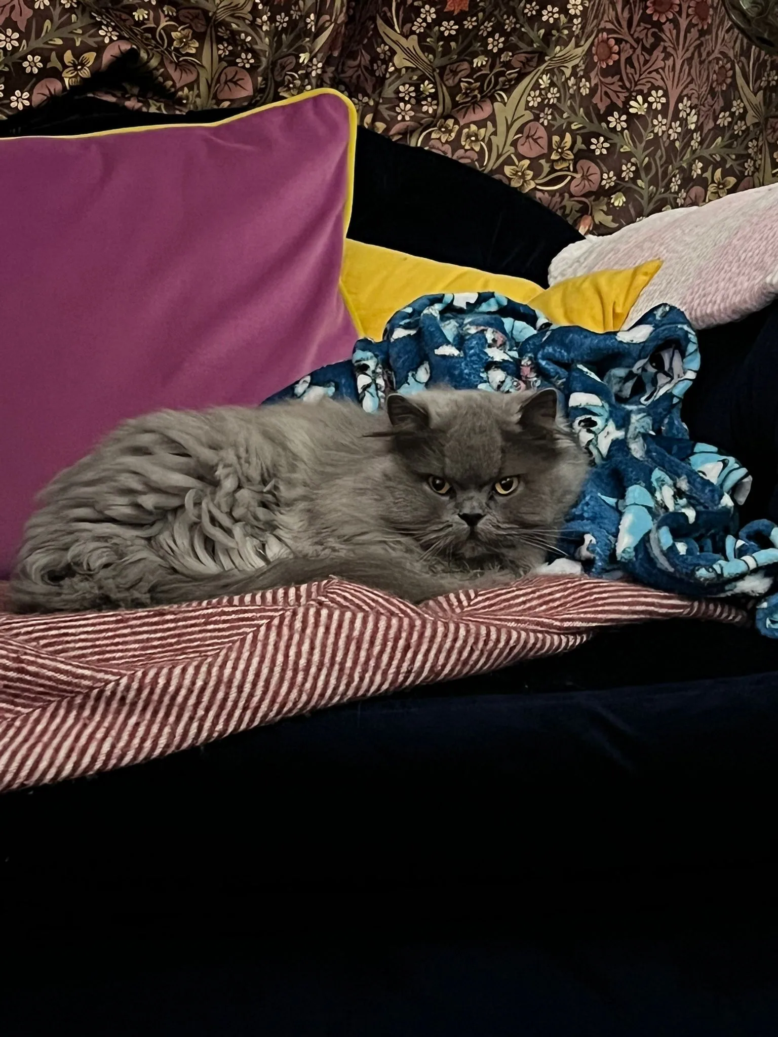 Cat photo 002