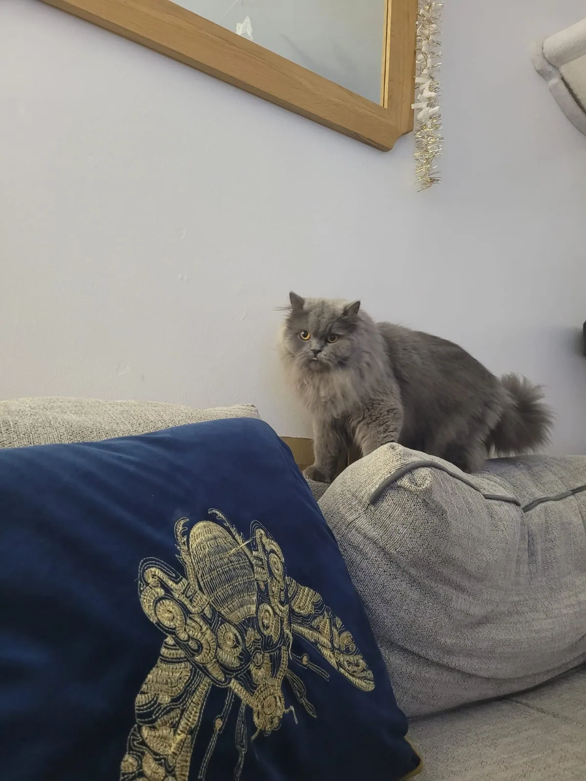 Cat photo 003
