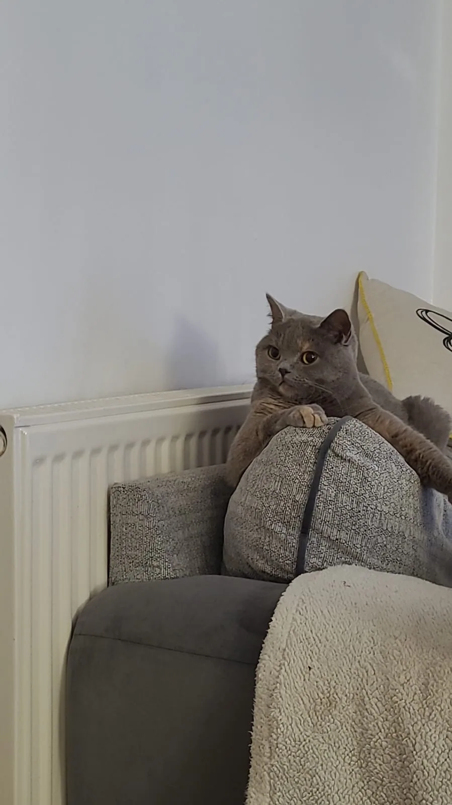 Cat photo 004