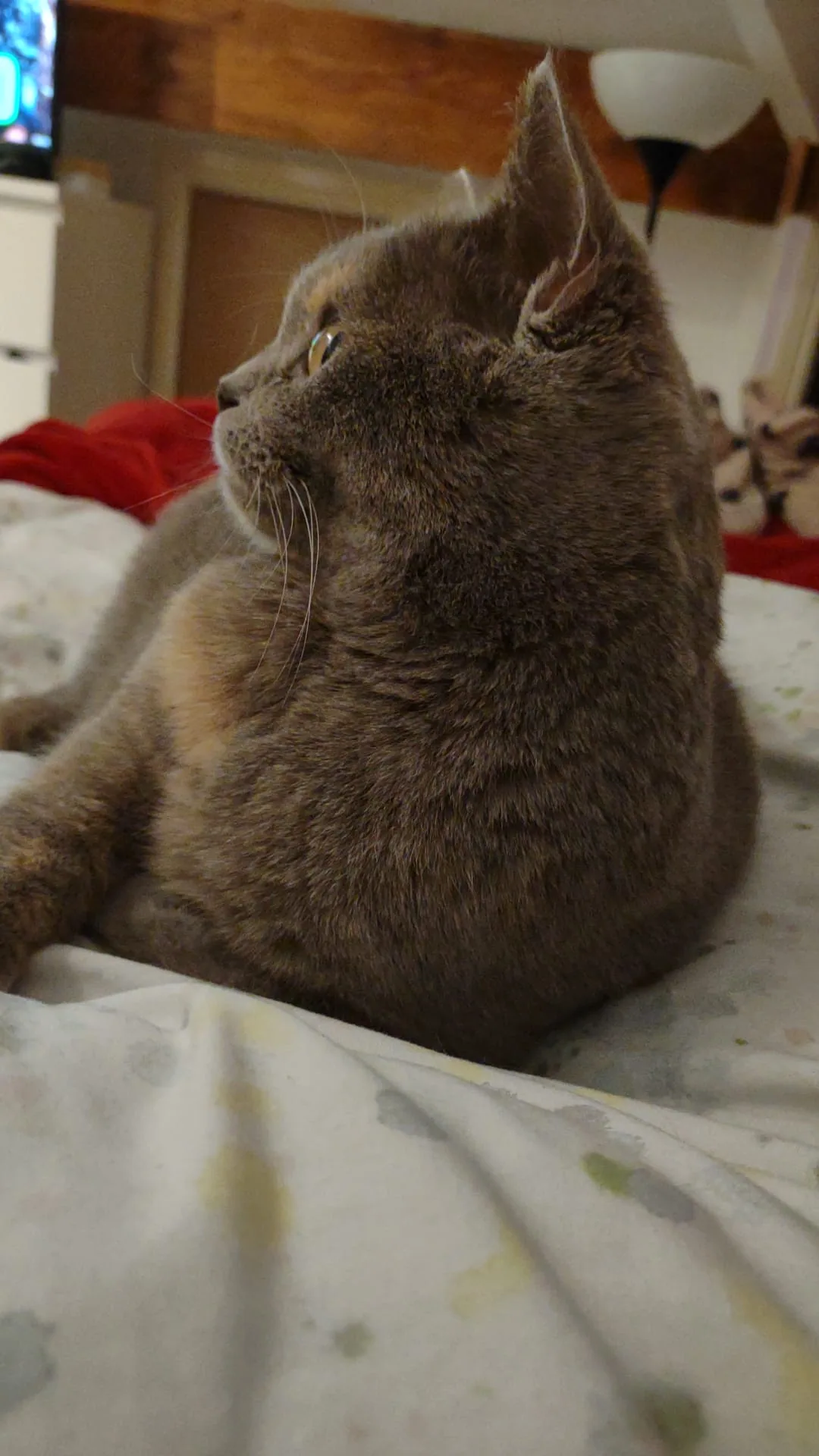Cat photo 006