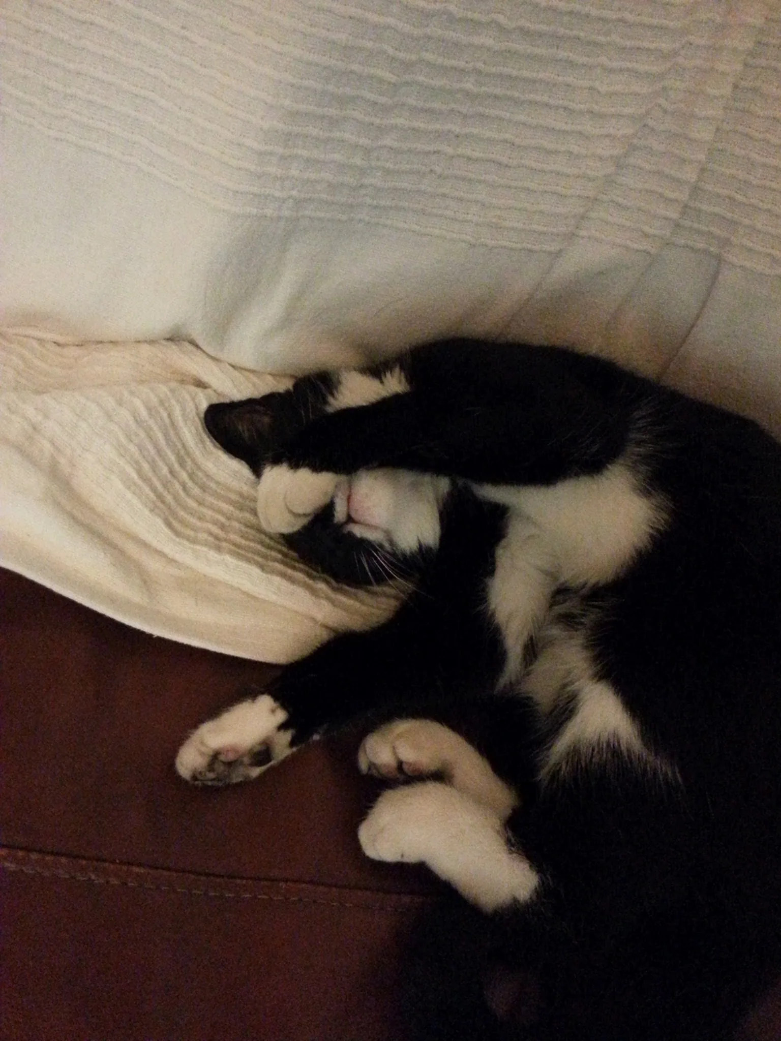 Cat photo 007