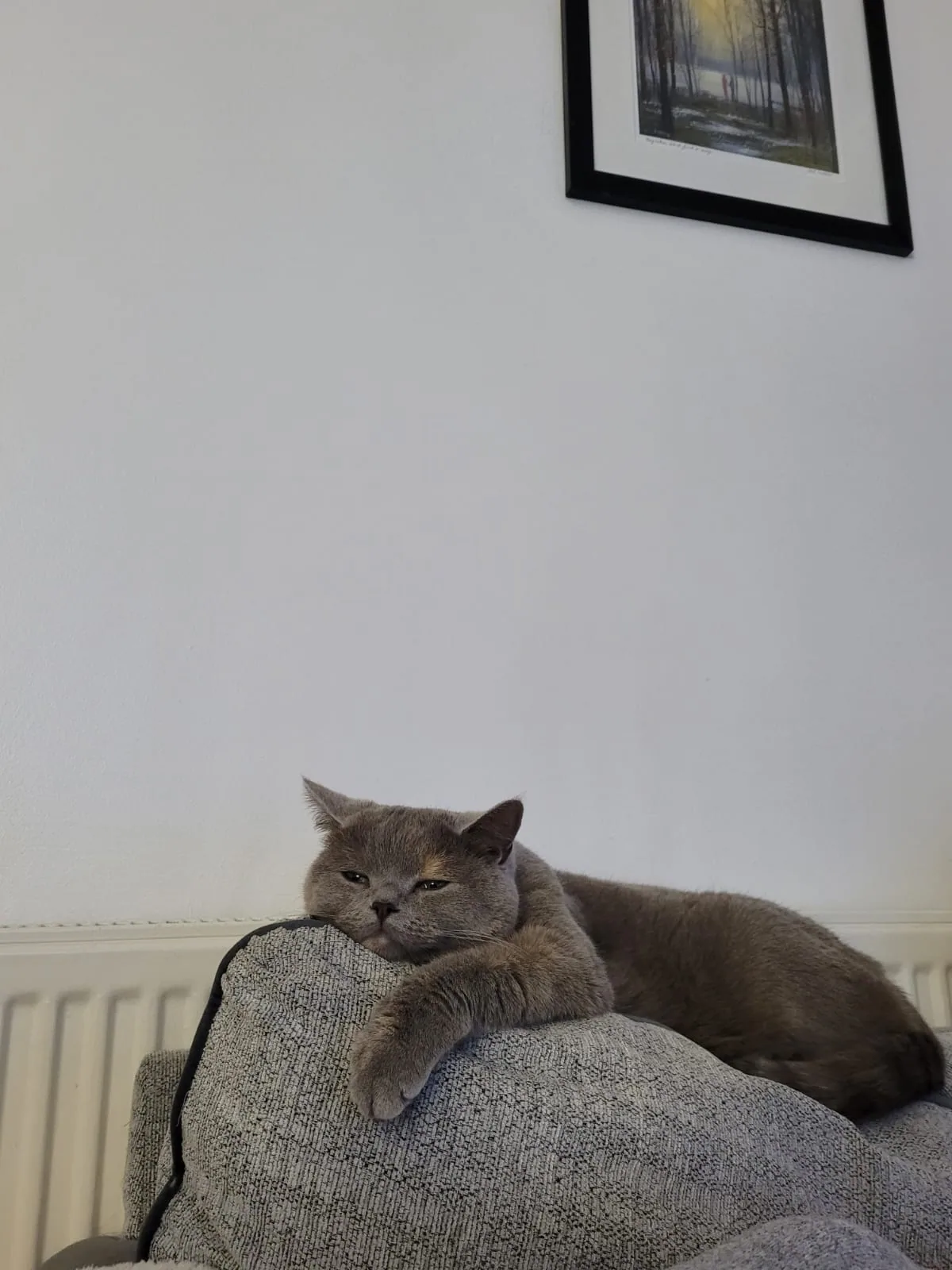 Cat photo 013