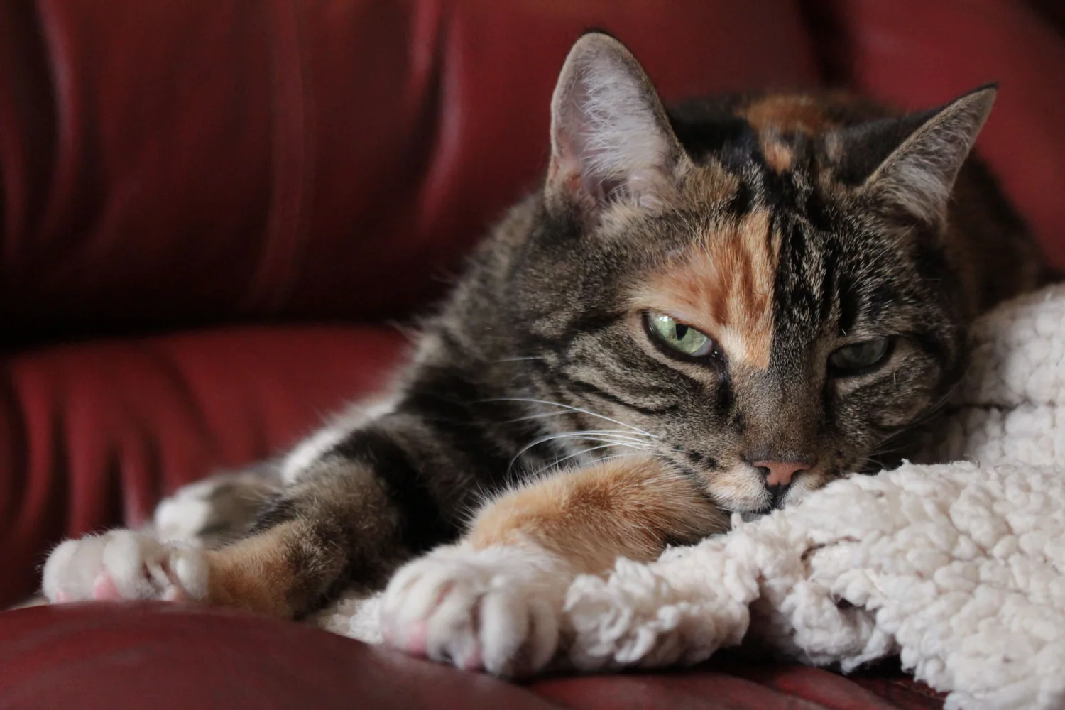 Cat photo 016