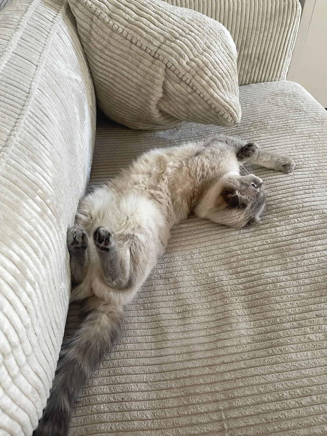 Cat photo 017