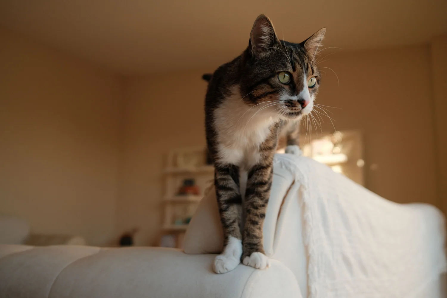 Cat photo 019
