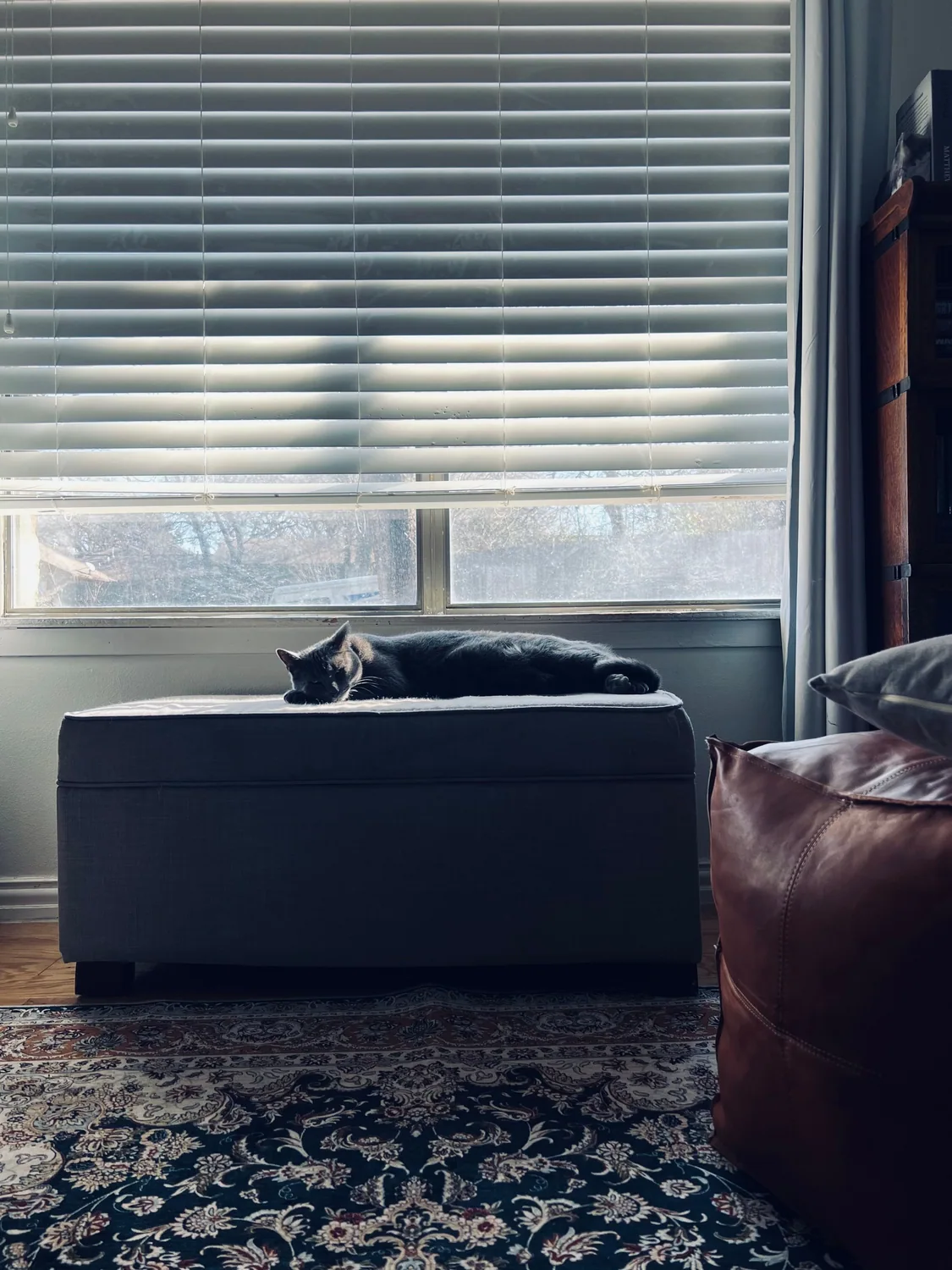Cat photo 020