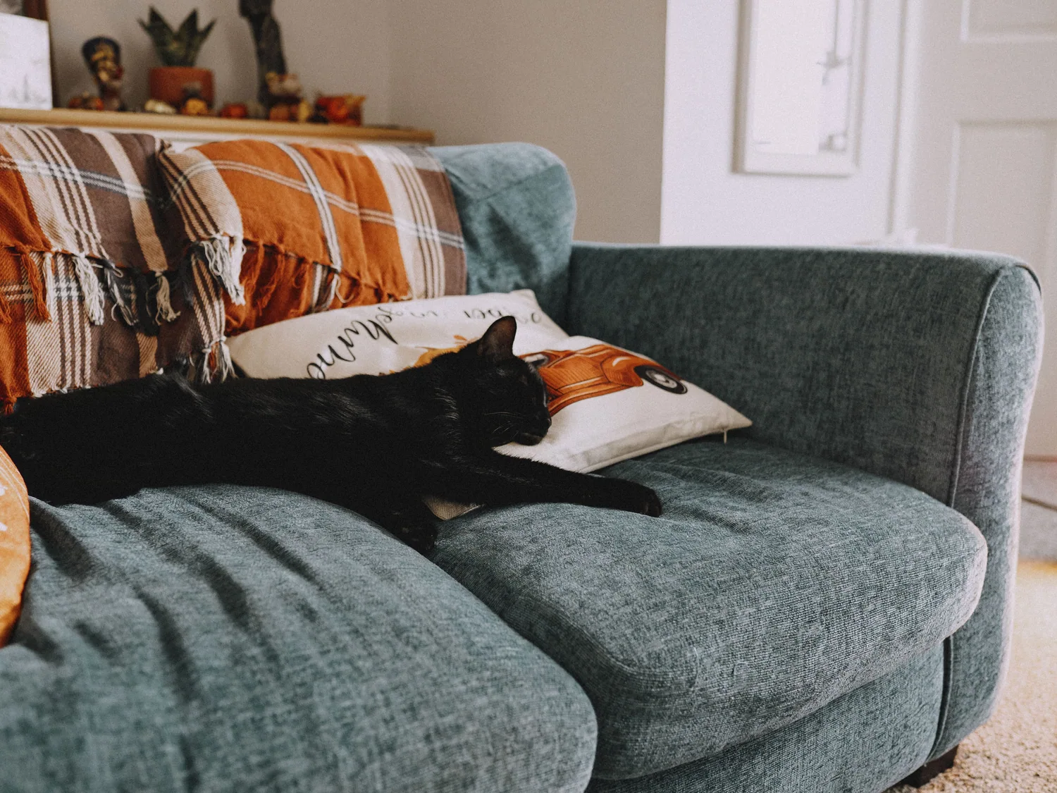 Cat photo 021