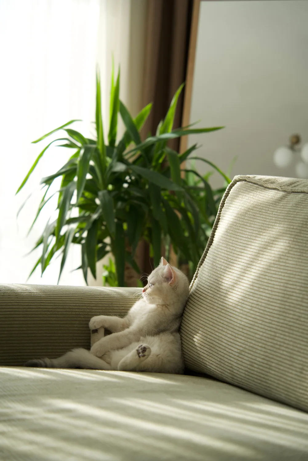 Cat photo 022