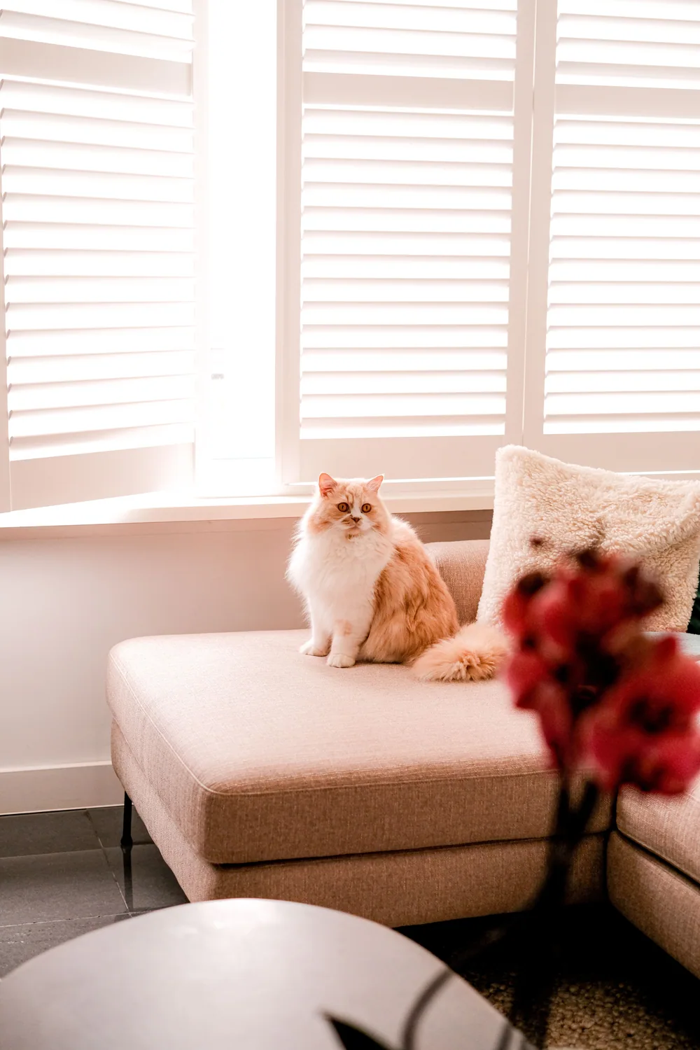 Cat photo 023