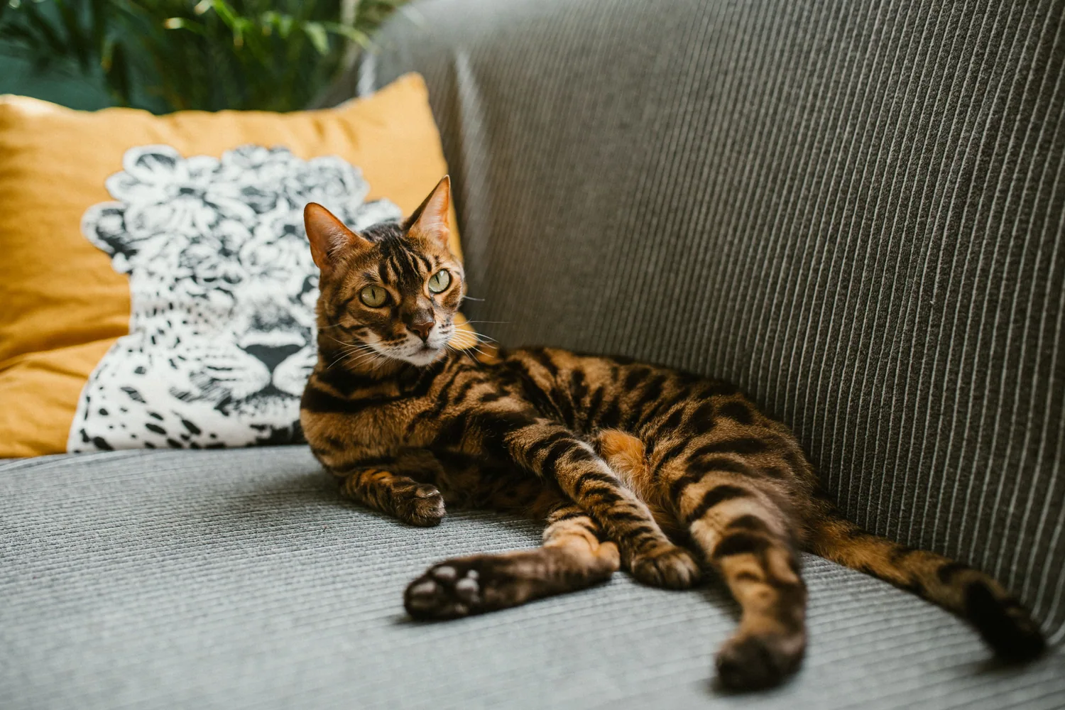 Cat photo 024
