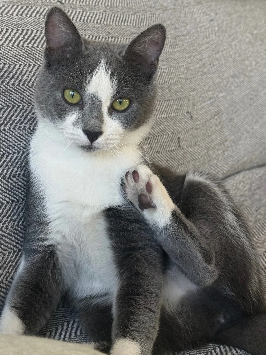 Cat photo 025