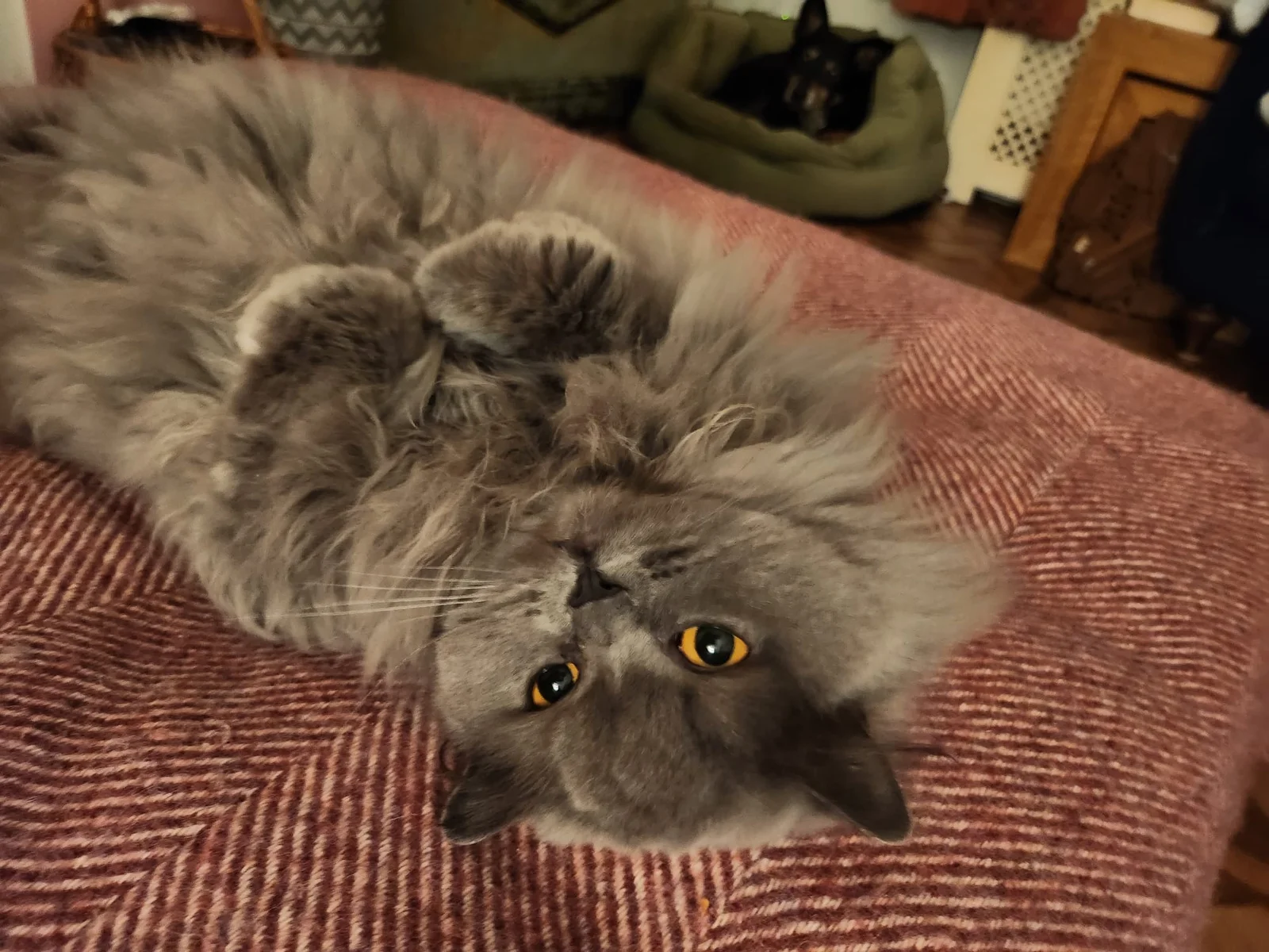 Cat photo 026