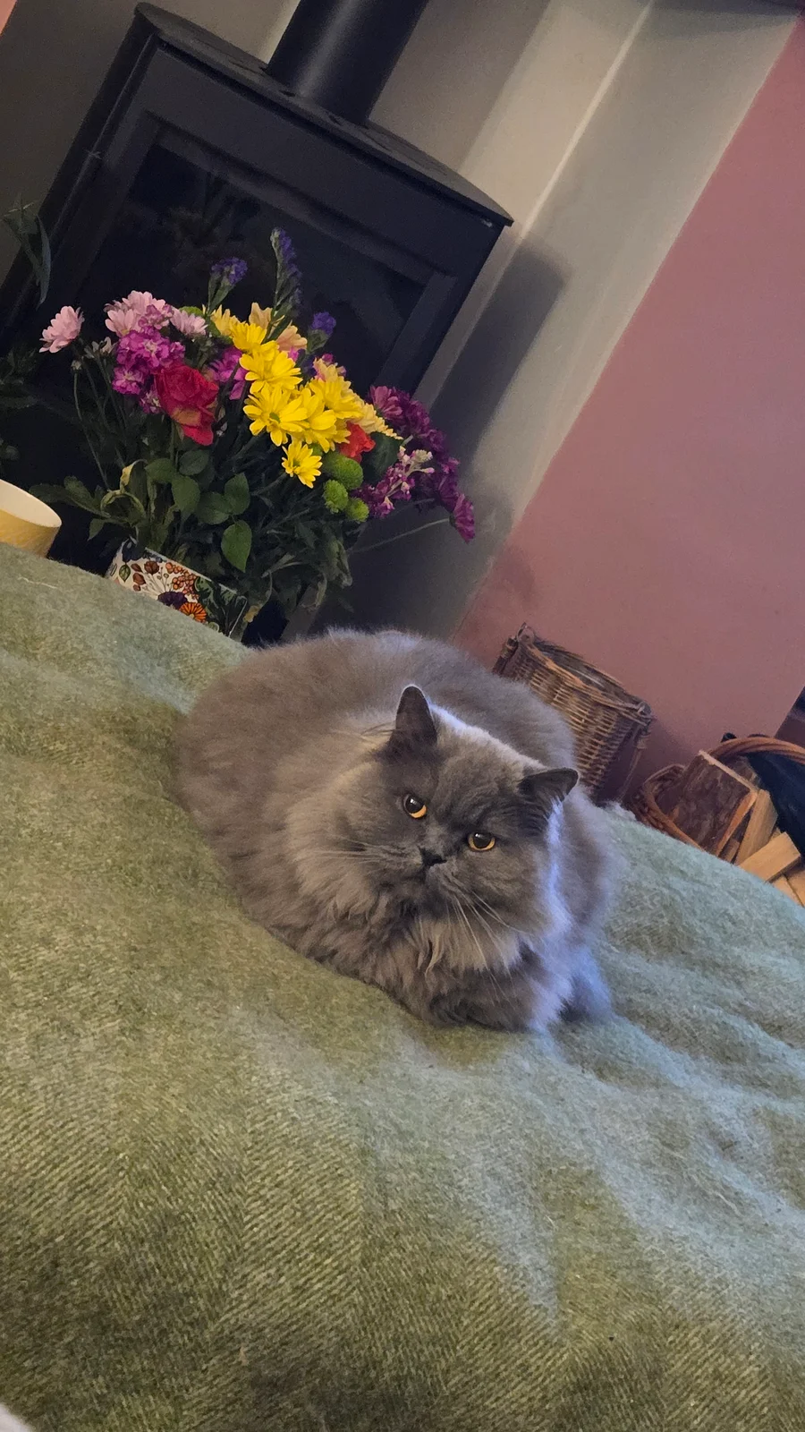 Cat photo 027