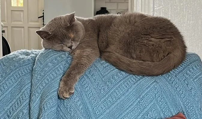 Cat photo 028