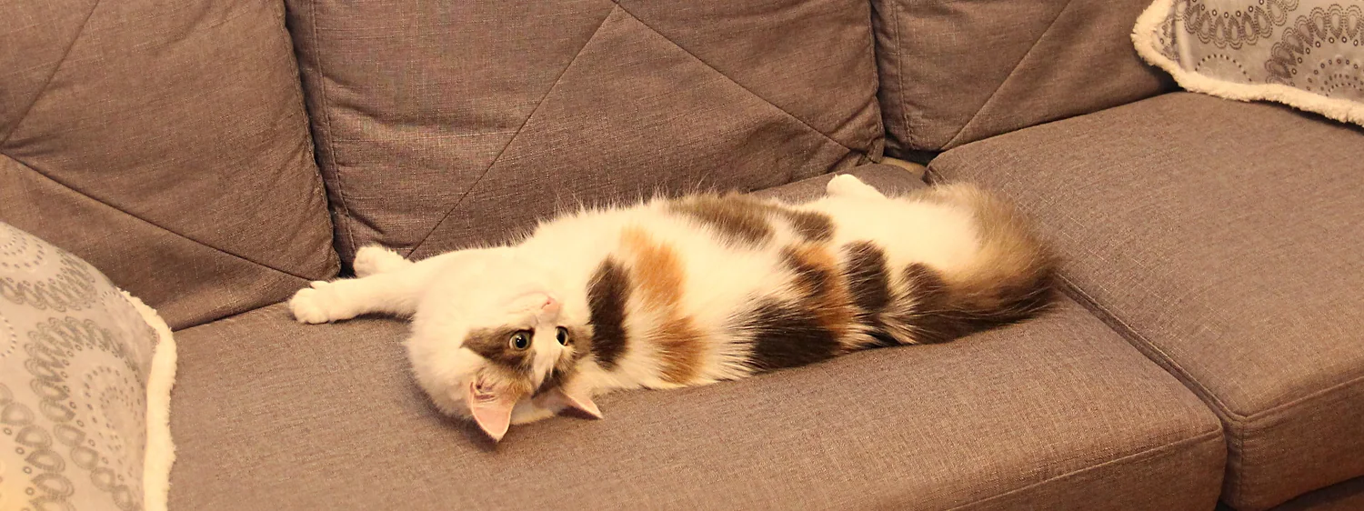 Cat photo 035