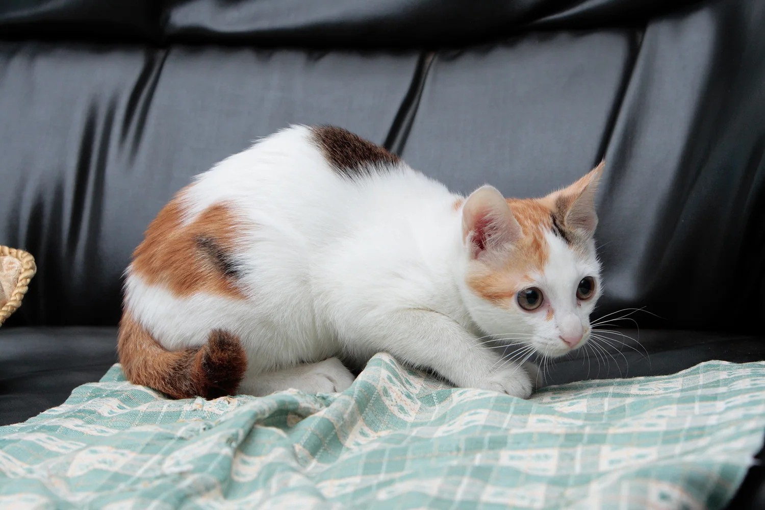 Cat photo 036