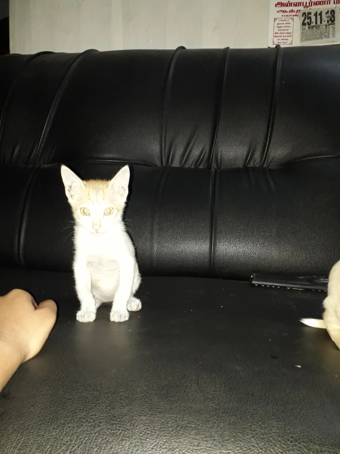 Cat photo 037