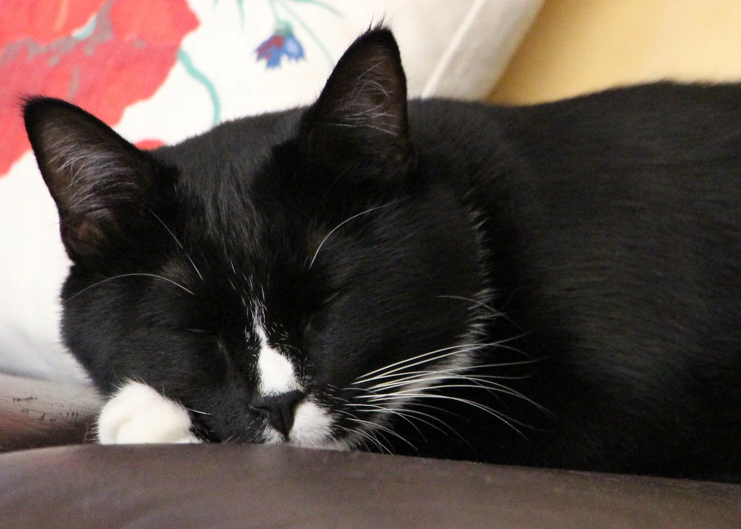 Cat photo 038
