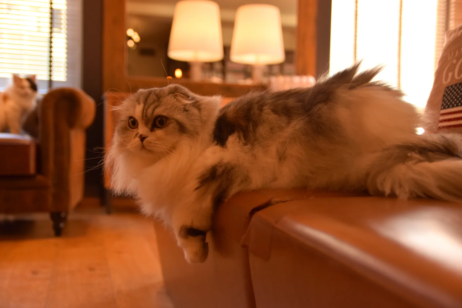 Cat photo 039