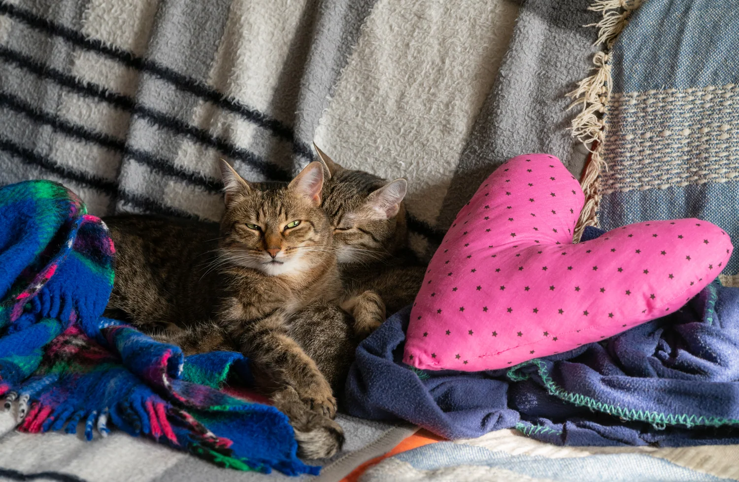 Cat photo 040