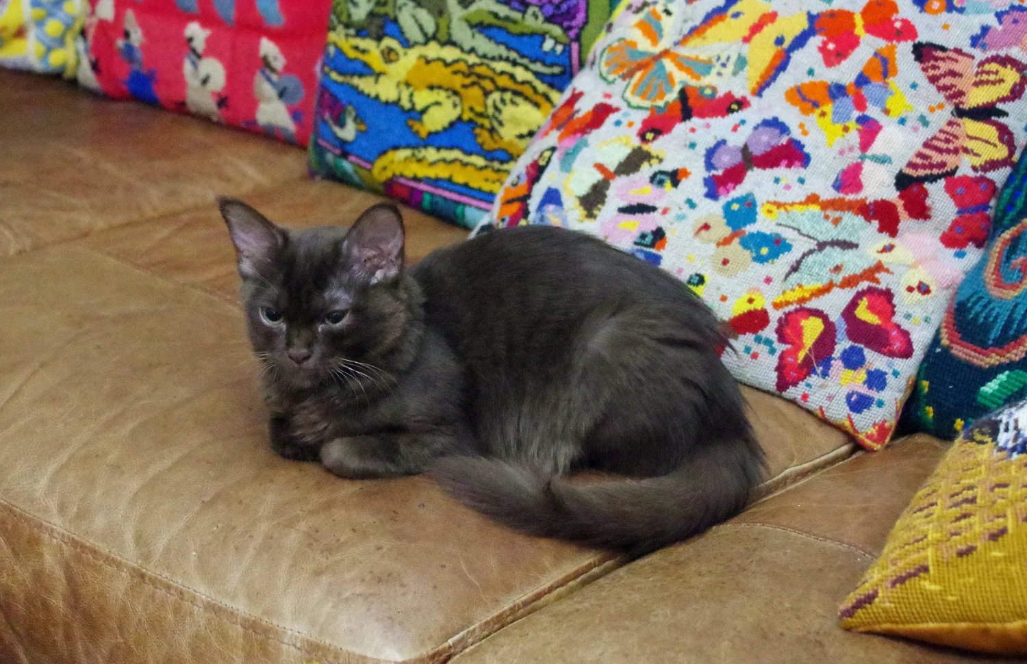 Cat photo 041