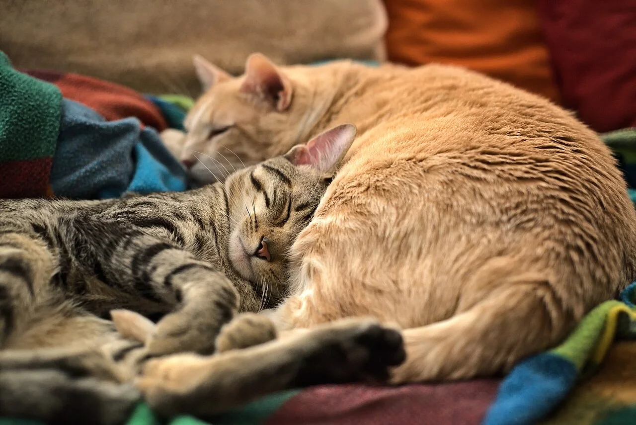 Cat photo 043