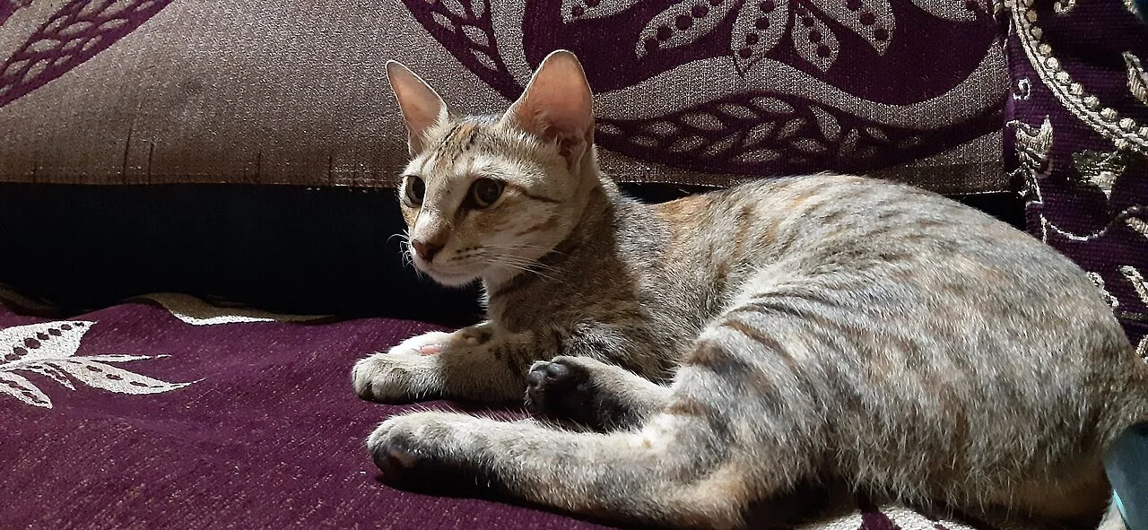 Cat photo 044