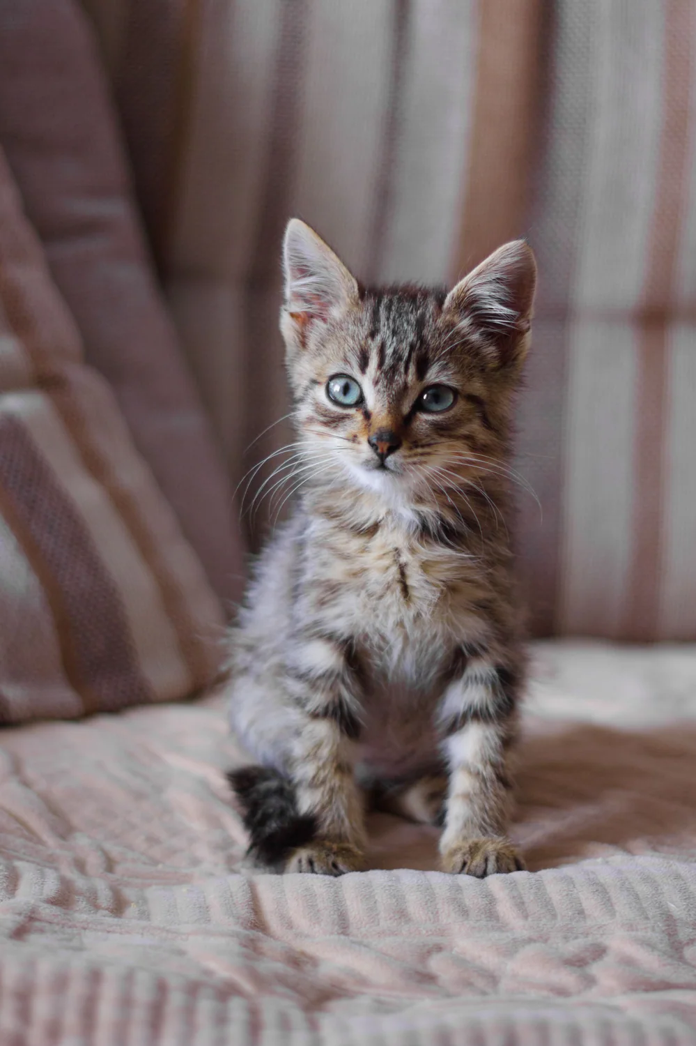 Cat photo 045