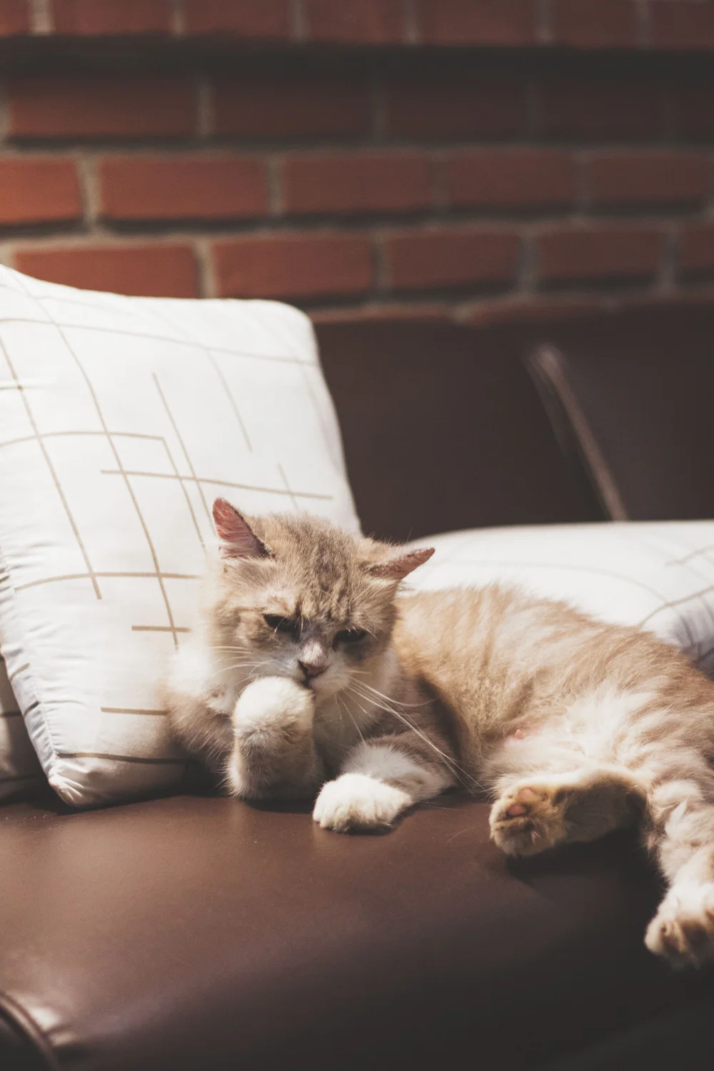 Cat photo 046