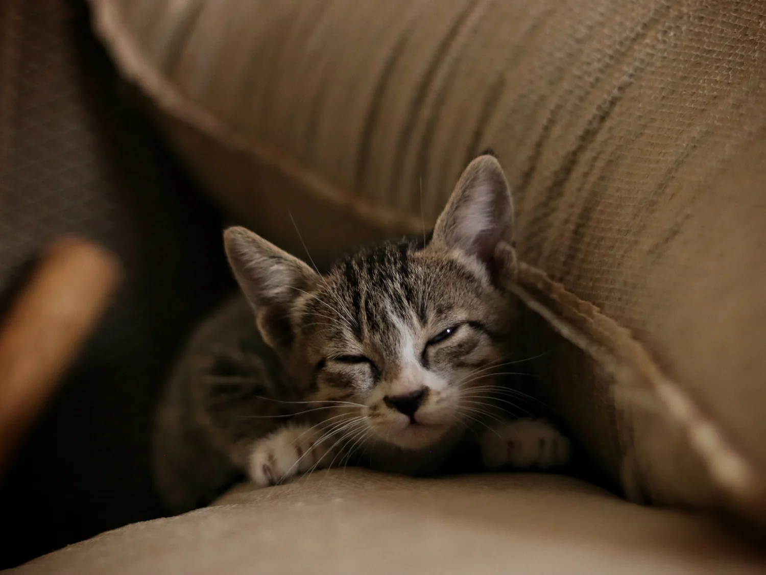 Cat photo 047