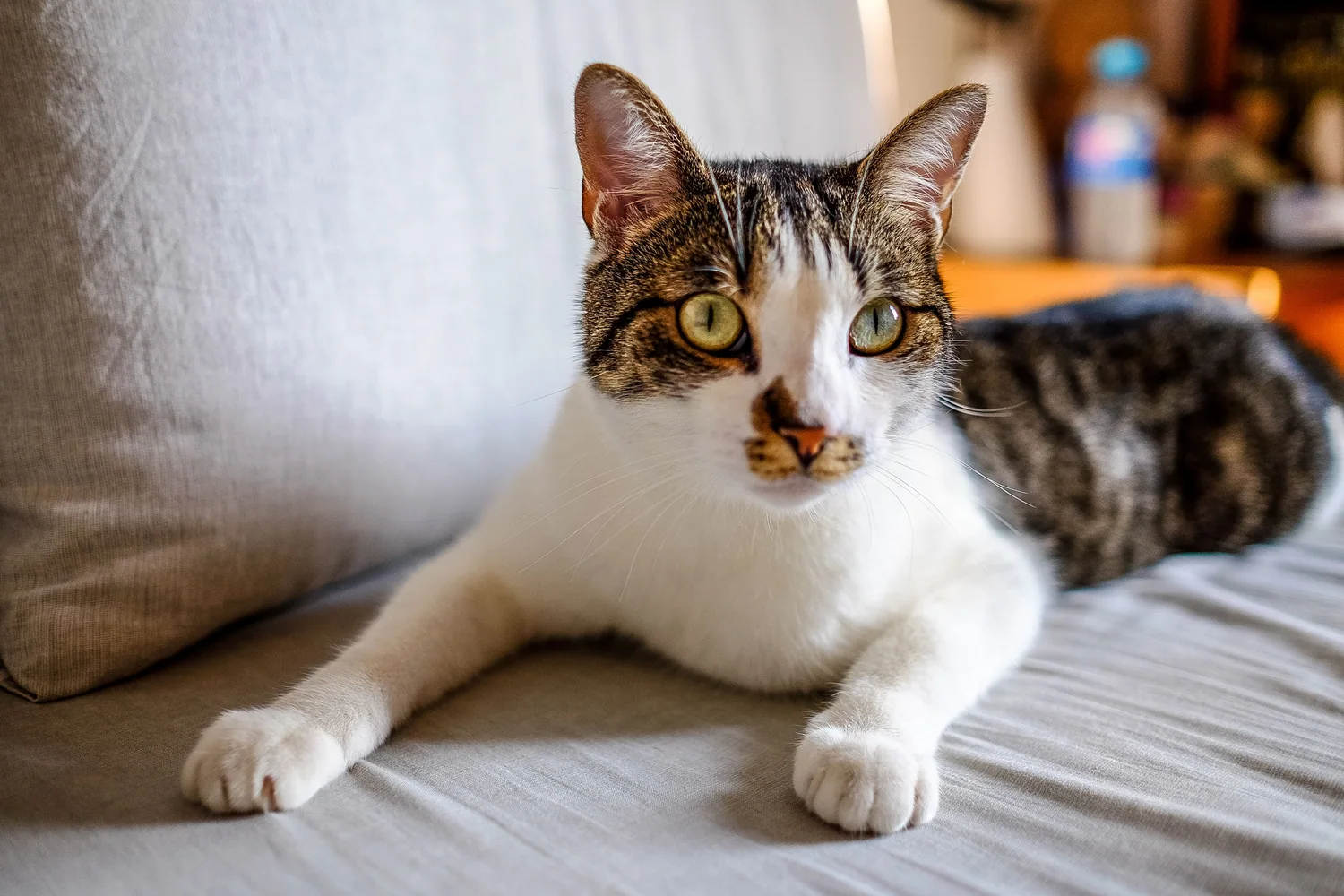 Cat photo 048