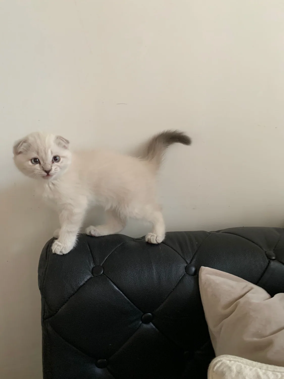 Cat photo 049
