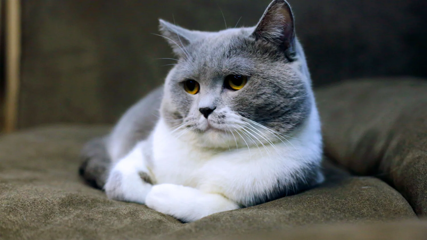 Cat photo 050