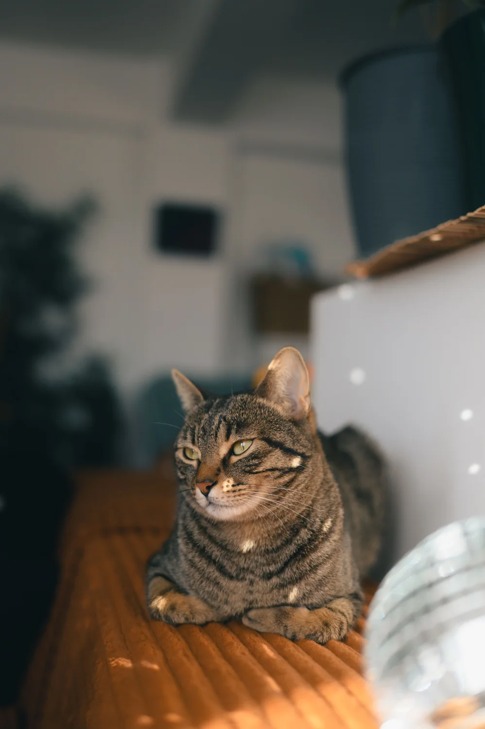 Cat photo 051