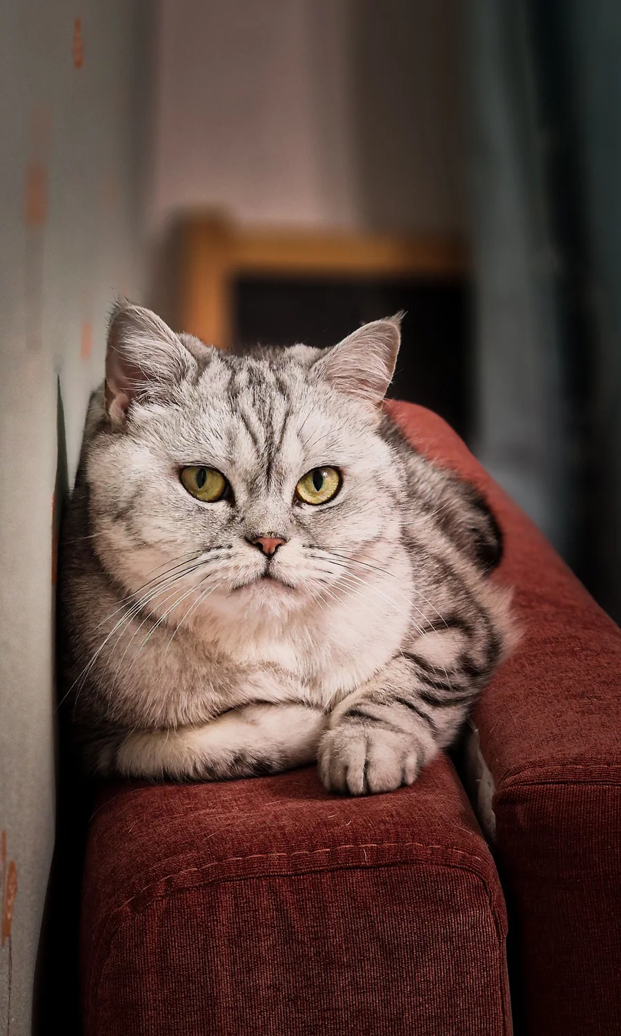 Cat photo 052