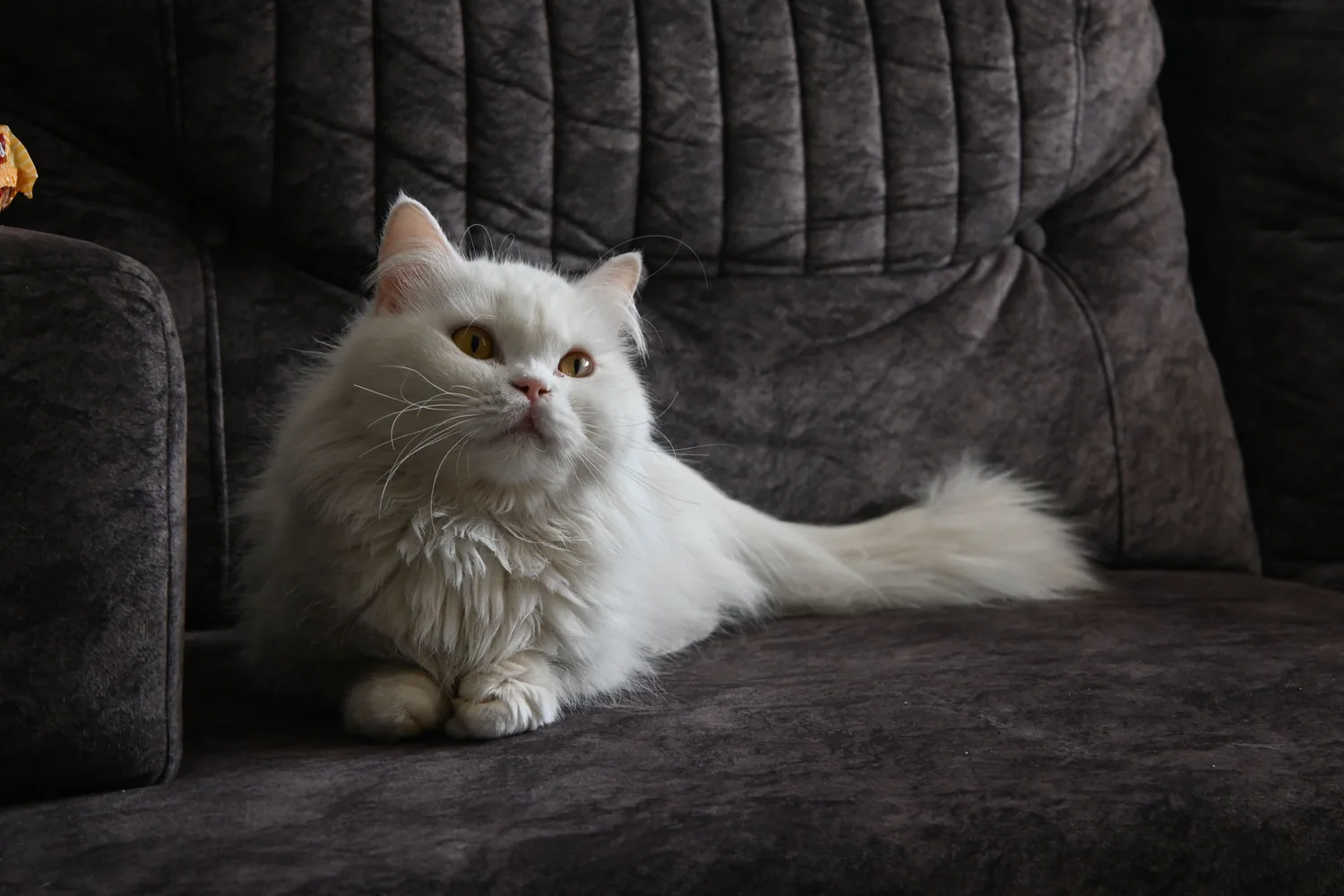 Cat photo 053