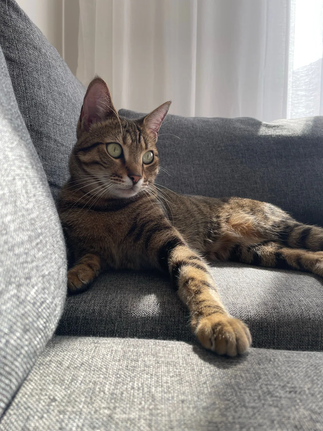 Cat photo 054