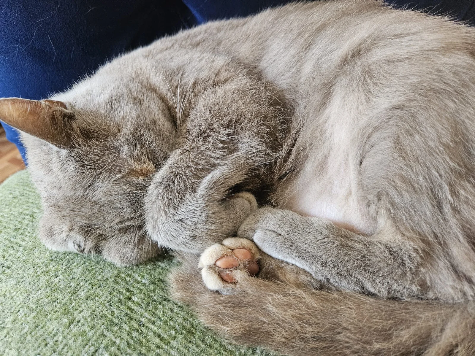 Cat photo 055