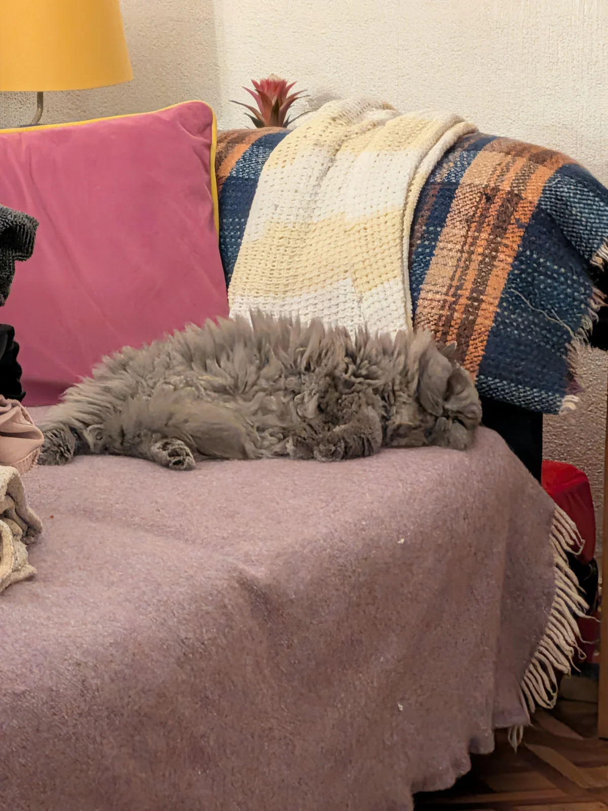 Cat photo 056