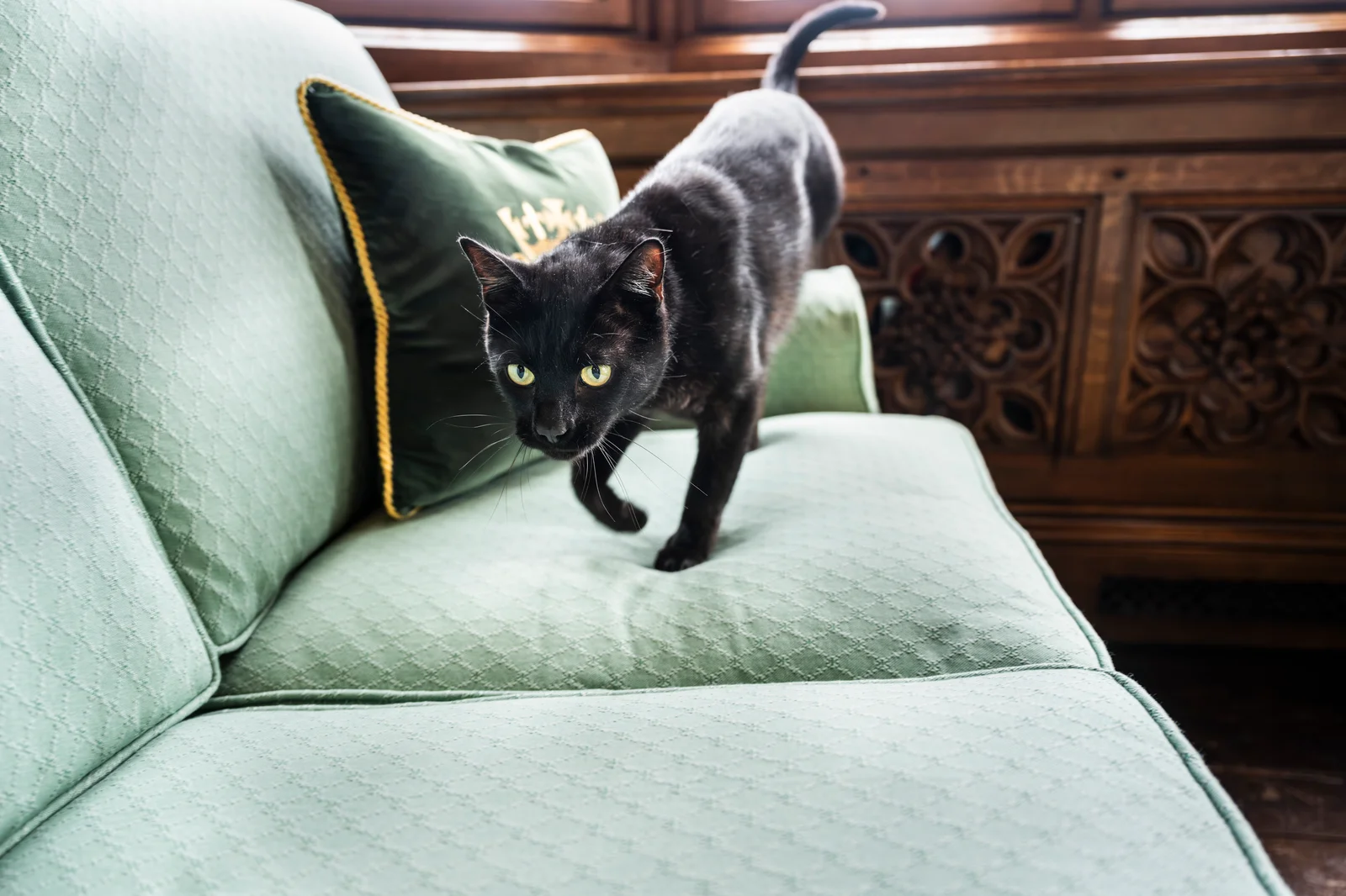 A black cat standing on a pale green patterned sofa.